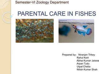 PARENTAL CARE IN FISHES
Semester-VI Zoology Department
Prepared by- Niranjan Tirkey
Rahul Koiri
Abhai Kumar Jaiswa
Arpan Tudu
Utpal Chetia
Nitish Kumar Shah
 