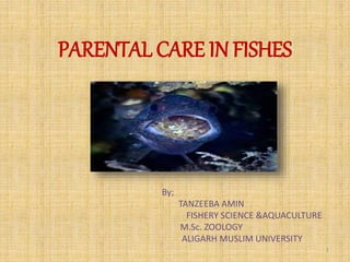 PARENTAL CARE IN FISHES
By;
TANZEEBA AMIN
FISHERY SCIENCE &AQUACULTURE
M.Sc. ZOOLOGY
ALIGARH MUSLIM UNIVERSITY
1
 