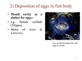 2) Deposition of eggs in fish body
• Mouth cavity as a
shelter for eggs:-
• e.g. female cichlids
(Tilapia) .
• Males of Arius &
Loricaria.
Fig. mouth brooding fish with
eggs in mouth
10
 