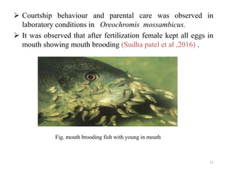  Courtship behaviour and parental care was observed in
laboratory conditions in Oreochromis mossambicus.
 It was observed that after fertilization female kept all eggs in
mouth showing mouth brooding (Sudha patel et al ,2016) .
11
Fig. mouth brooding fish with young in mouth
 