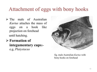 Attachment of eggs with bony hooks
 The male of Australian
Kurtus attaches the mass of
eggs on a hook like
projection on forehead
until hatching.
 Formation of
integumentary cups:-
e.g, Platystacus
fig. male Australian Kurtus with
bony hooks on forehead
12
 