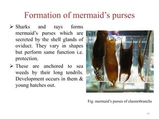 Formation of mermaid’s purses
 Sharks and rays forms
mermaid’s purses which are
secreted by the shell glands of
oviduct. They vary in shapes
but perform same function i.e.
protection.
 These are anchored to sea
weeds by their long tendrils.
Development occurs in them &
young hatches out.
Fig. mermaid’s purses of elasmobranchs
14
 