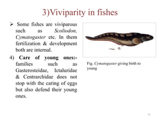 3)Viviparity in fishes
 Some fishes are viviparous
such as Scoliodon,
Cymatogaster etc. In them
fertilization & development
both are internal.
4) Care of young ones:-
families such as
Gasterosteidae, Ictaluridae
& Centrarchidae does not
stop with the caring of eggs
but also defend their young
ones.
15
Fig. Cymatogaster giving birth to
young
 