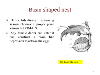 Basin shaped nest
 Darter fish during spawning
season chooses a proper place
known as DOMAIN.
 Any female darter can enter it
and construct a basin like
depression to release the eggs
Fig. Basin like nest
5
 