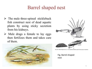 Barrel shaped nest
 The male three-spined stickleback
fish construct nest of dead aquatic
plants by using sticky secretion
from his kidneys.
 Male drags a female to lay eggs
then fertilizes them and takes care
of them.
Fig. Barrel shaped
nest
6
 