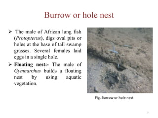 Burrow or hole nest
 The male of African lung fish
(Protopterus), digs oval pits or
holes at the base of tall swamp
grasses. Several females laid
eggs in a single hole.
 Floating nest:- The male of
Gymnarchus builds a floating
nest by using aquatic
vegetation.
Fig. Burrow or hole nest
7
 