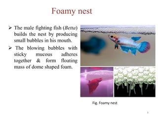 Foamy nest
 The male fighting fish (Betta)
builds the nest by producing
small bubbles in his mouth.
 The blowing bubbles with
sticky mucous adheres
together & form floating
mass of dome shaped foam.
Fig. Foamy nest
8
 