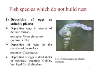 Fish species which do not build nest
1) Deposition of eggs at
suitable places:-
 Depositing eggs in masses of
definite forms:-
example- Perca flavescen
(yellow perch)
 Deposition of eggs in the
cervices of the rocks:-
example- Cyclopterus.
 Deposition of eggs in dead shells
of molluscs:- example- Gobies,
bull head fish & Rhodeus.
Fig. Deposited eggs on shell of
molluscs
9
 