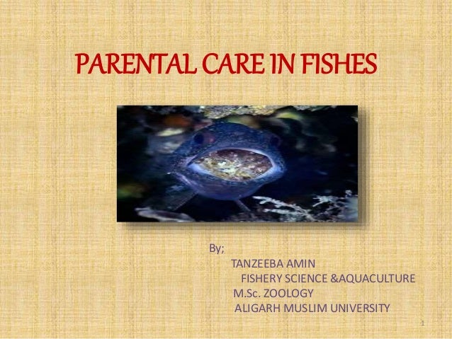 parental care in fishes ppt