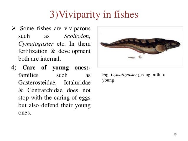 parental care in fishes ppt