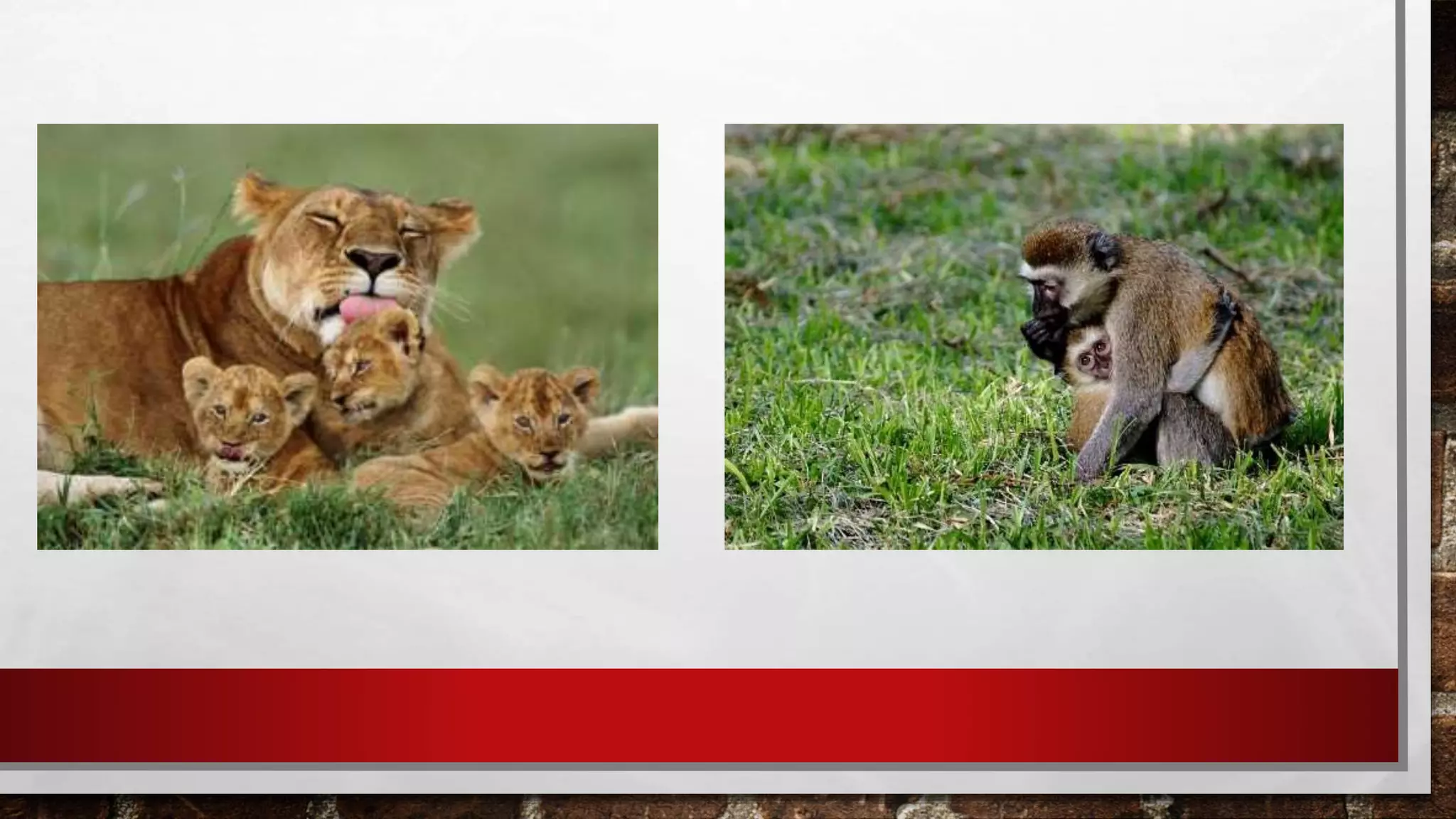 Parental care in mammals