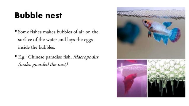 parental care in fishes ppt