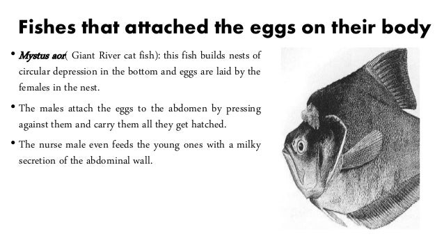parental care in fishes ppt