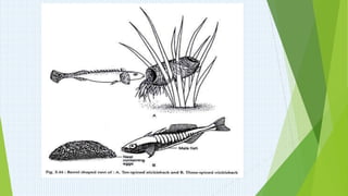 Par Net Fish parental care of fishes.pptx