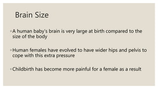 Brain Size
◦A human baby’s brain is very large at birth compared to the
size of the body
◦Human females have evolved to have wider hips and pelvis to
cope with this extra pressure
◦Childbirth has become more painful for a female as a result
 