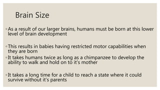 Brain Size
◦As a result of our larger brains, humans must be born at this lower
level of brain development
◦This results in babies having restricted motor capabilities when
they are born
◦It takes humans twice as long as a chimpanzee to develop the
ability to walk and hold on to it’s mother
◦It takes a long time for a child to reach a state where it could
survive without it’s parents
 