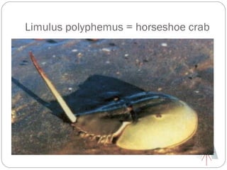 Limulus polyphemus = horseshoe crab
 
