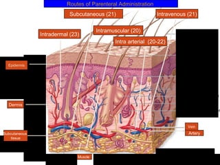 Routes of Parenteral Administration
                           Subcutaneous (21)                    Intravenous (21)


                                       Intramuscular (20)
               Intradermal (23)
                                              Intra arterial (20-22)



  Epidermis




  Dermis




                                                                            Vein
Subcutaneous                                                                Artery
    tissue




                              Muscle
 