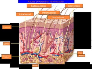 Routes of Parenteral Administration
Intradermal
Intramuscular
IntravenousSubcutaneous
Dermis
Intra arterial
Vein
Artery
Muscle
Epidermis
Subcutaneous
tissue
 