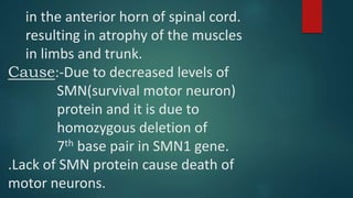 in the anterior horn of spinal cord.
resulting in atrophy of the muscles
in limbs and trunk.
Cause:-Due to decreased levels of
SMN(survival motor neuron)
protein and it is due to
homozygous deletion of
7th base pair in SMN1 gene.
.Lack of SMN protein cause death of
motor neurons.
 