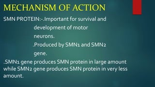MECHANISM OF ACTION
SMN PROTEIN:-.Important for survival and
development of motor
neurons.
.Produced by SMN1 and SMN2
gene.
.SMN1 gene produces SMN protein in large amount
while SMN2 gene produces SMN protein in very less
amount.
 