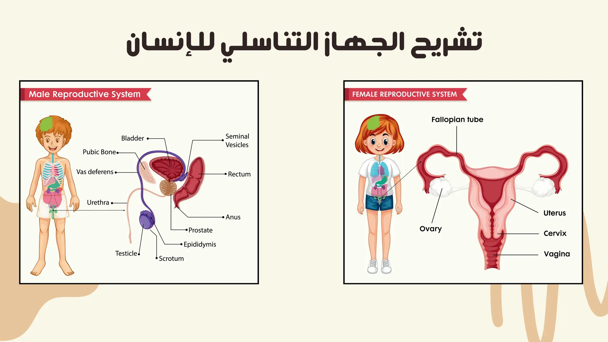 ‫ﻟﻠﺈﻧﺴﺎن‬ ‫اﻟﺘﻨﺎﺳﻠﻲ‬ ‫اﻟﺠﻬﺎز‬ ‫ﺗﺸﺮﻳﺢ‬
 