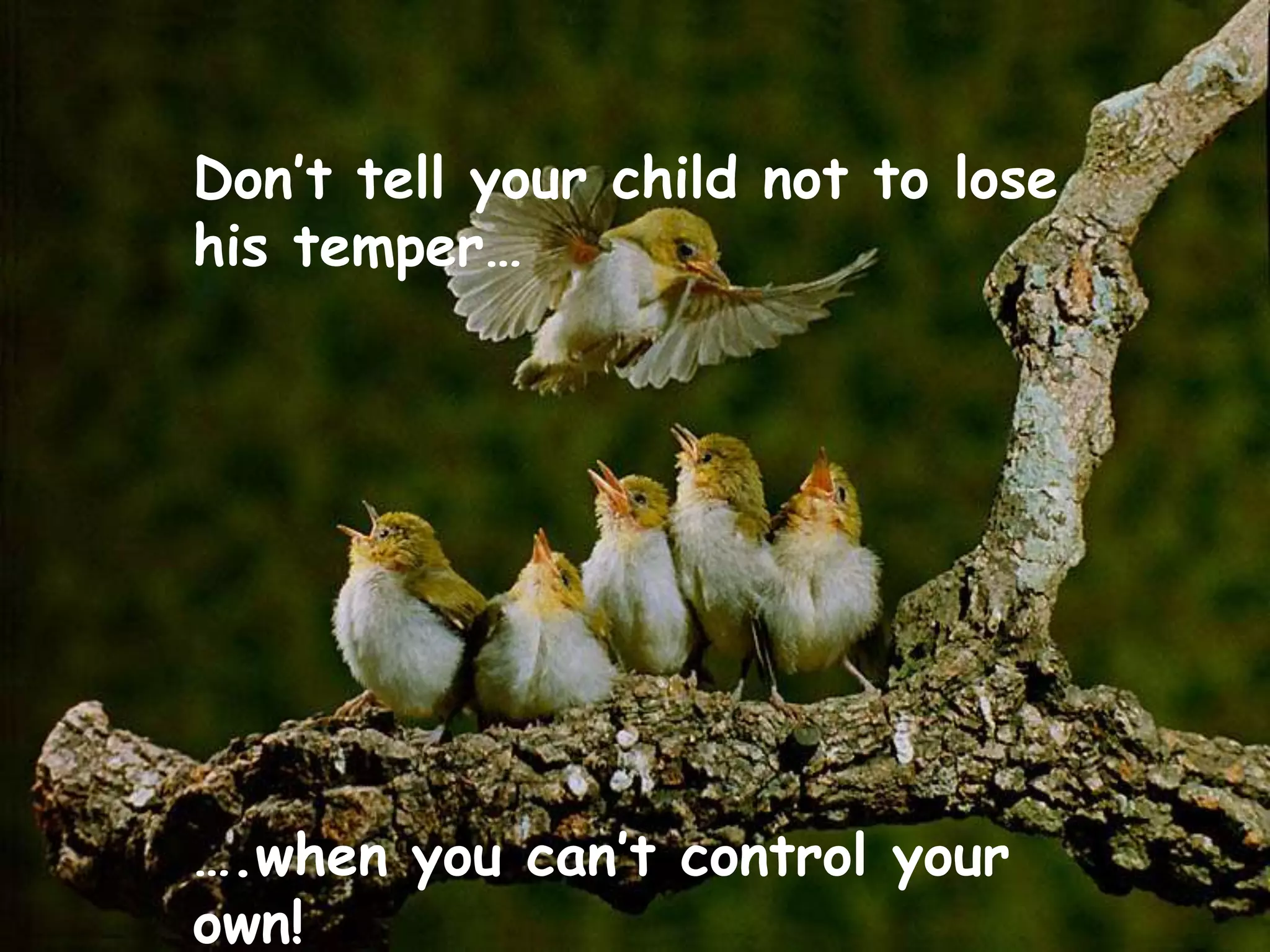Don’t tell your child not to lose
his temper…
….when you can’t control your
own!