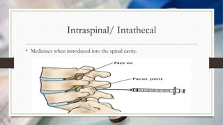 Intraspinal/ Intathecal
• Medicines when introduced into the spinal cavity.
 
