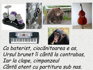Ca baterist ,  ciocănitoarea e as , Ursul brunet îi cântă la contrabas , Iar la clape ,  cimpanzeul Cântă atent cu partitura sub nas . 