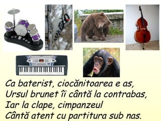 Ca baterist ,  ciocănitoarea e as , Ursul brunet îi cântă la contrabas , Iar la clape ,  cimpanzeul Cântă atent cu partitura sub nas . 