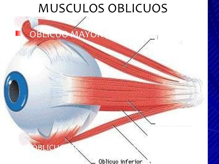 Músculos de la Órbita Ocular Músculos de la Órbita Ocular