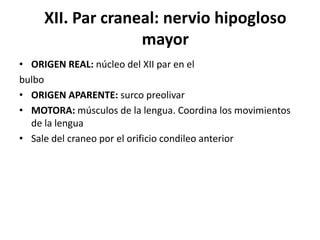 XII. Par craneal: nervio hipogloso
mayor
• ORIGEN REAL: núcleo del XII par en el
bulbo
• ORIGEN APARENTE: surco preolivar
• MOTORA: músculos de la lengua. Coordina los movimientos
de la lengua
• Sale del craneo por el orificio condileo anterior

 