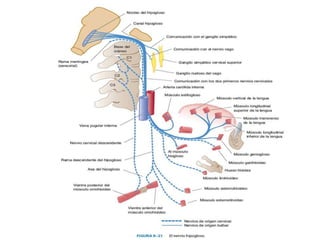 Pares craneales 10, 11 , 12 