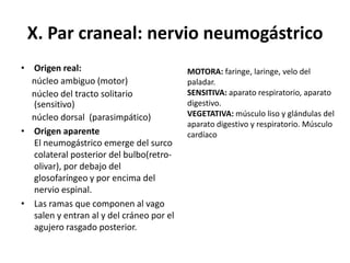 X. Par craneal: nervio neumogástrico
• Origen real:
núcleo ambiguo (motor)
núcleo del tracto solitario
(sensitivo)
núcleo dorsal (parasimpático)
• Origen aparente
El neumogástrico emerge del surco
colateral posterior del bulbo(retroolivar), por debajo del
glosofaríngeo y por encima del
nervio espinal.
• Las ramas que componen al vago
salen y entran al y del cráneo por el
agujero rasgado posterior.

MOTORA: faringe, laringe, velo del
paladar.
SENSITIVA: aparato respiratorio, aparato
digestivo.
VEGETATIVA: músculo liso y glándulas del
aparato digestivo y respiratorio. Músculo
cardíaco

 