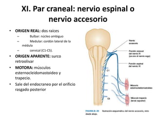 XI. Par craneal: nervio espinal o
nervio accesorio
• ORIGEN REAL: dos raíces
–
–

Bulbar: núcleo ambiguo
Medular: cordón lateral de la
médula
–
cervical (C1-C5).

• ORIGEN APARENTE: surco
retroolivar
• MOTORA: músculos
esternocleidomastoideo y
trapecio.
• Sale del endocraneo por el orificio
rasgado posterior

 