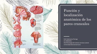 Función y
localización
anatómica de los
pares craneales
Ruth Salamanca Parraga
ID 100062951
Morfofisiología del sistema nervioso central
Universidad Iberoamaericana
 