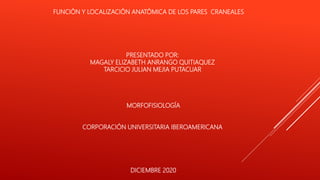 FUNCIÓN Y LOCALIZACIÓN ANATÓMICA DE LOS PARES CRANEALES
PRESENTADO POR:
MAGALY ELIZABETH ANRANGO QUITIAQUEZ
TARCICIO JULIAN MEJIA PUTACUAR
MORFOFISIOLOGÍA
CORPORACIÓN UNIVERSITARIA IBEROAMERICANA
DICIEMBRE 2020
 