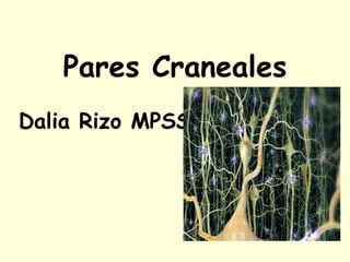 Pares Craneales
Dalia Rizo MPSS
 