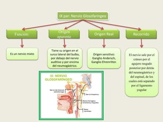Recorrido
IX par: Nervio Glosofaríngeo
Función:
Es un nervio mixto
Origen
aparente
Origen Real
Tiene su origen en el
surco lateral del bulbo,
por debajo del nervio
auditivo y por encima
del neumogástrico.
Origen sensitivo:
Ganglio Andersch,
Ganglio Ehrenritter.
El nervio sale por el
cráneo por el
agujero rasgado
posterior por detrás
del neumogástrico y
del espinal, de los
cuales está separado
por el ligamento
yugular
 