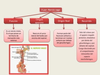 Recorrido
X par: Nervio vago
Función
Es un nervio mixto.
Es el que posee un
territorio de
inervación más
extenso
Origen
aparente
Origen Real
Nace en el surco
lateral del bulbo por
encima del espinal.
Forman parte del
fascículo solitario y
terminan en l núcleo
solitario por debajo
del glosofaríngeo.
Sale del cráneo por
el agujero rasgado
posterior, situándose
por detrás del
glosofaríngeo y por
delante del espinal.
Luego desciende por
el compartimento
retroestileo del
espacio
maxilofaringeo.
 