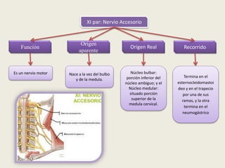 Recorrido
XI par: Nervio Accesorio
Función
Es un nervio motor
Origen
aparente
Origen Real
Nace a la vez del bulbo
y de la medula.
Núcleo bulbar:
porción inferior del
núcleo ambiguo; y el
Núcleo medular:
situado porción
superior de la
medula cervical.
Termina en el
esternocleidomastoi
deo y en el trapecio
por una de sus
ramas, y la otra
termina en el
neumogástrico
 
