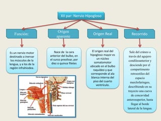 Recorrido
XII par: Nervio Hipogloso
Función:
Es un nervio motor
destinado a inervar
los músculos de la
lengua, y a los de la
región infrahiodea.
Origen
aparente
Origen Real
Nace de la cara
anterior del bulbo, en
el surco preolivar, por
diez o quince filetes
El origen real del
hipogloso mayor es
un núcleo
somatomotor
ubicado en el bulbo
raquídeo y que
corresponde al ala
blanca interna del
piso del cuarto
ventrículo.
Sale del cráneo a
través del agujero
condileoanterior y
desciende por el
compartimento
retroestileo del
espacio
maxilofaringeo,
describiendo en su
trayecto una cueva
de concavidad
anterosuperior, hasta
llegar al borde
lateral de la lengua.
 