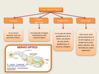 Recorrido
II par: Nervio Óptico
Función
Es un nervio
sensorial que nos
permite la visión.
Origen
aparente
Origen Real
Corresponde al ángulo
anteroexterno del
quiasma óptico
En la capa de células
ganglionares de la
retina. Los axones
de esta células
ganglionares, al
reunirse y dirigirse
Este nervio mide
aproximadamente 4
cm de longitud, y se
dirige hacia arriba,
atrás y adentro. Esta
formado por cuatro
segmentos.
 