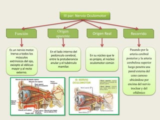 Recorrido
III par: Nervio Oculomotor
Función
Es un nervio motor.
Inerva a todos los
músculos
extrinsicos del ojo,
excepto al oblicuo
mayor y al recto
externo.
Origen
aparente
Origen Real
En el lado interno del
pedúnculo cerebral,
entre la protuberancia
anular y el tubérculo
mamilar.
En su núcleo que le
es propio, el núcleo
oculomotor común
Pasando por la
arteria cerebral
posterior y la arteria
cerebelosa superior
luego penetra una
pared externa del
ceno carnoso
ubicándose por
encima del nervio
troclear y del
oftálmico
 