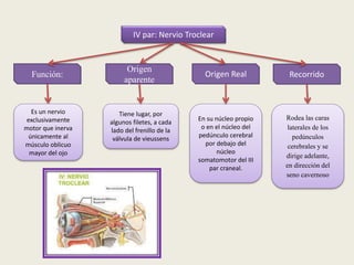 Recorrido
IV par: Nervio Troclear
Función:
Es un nervio
exclusivamente
motor que inerva
únicamente al
músculo oblicuo
mayor del ojo
Origen
aparente
Origen Real
Tiene lugar, por
algunos filetes, a cada
lado del frenillo de la
válvula de vieussens
En su núcleo propio
o en el núcleo del
pedúnculo cerebral
por debajo del
núcleo
somatomotor del III
par craneal.
Rodea las caras
laterales de los
pedúnculos
cerebrales y se
dirige adelante,
en dirección del
seno cavernoso
 