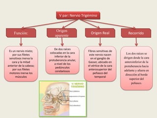 Recorrido
V par: Nervio Trigémino
Función:
Es un nervio mixto;
por sus filetes
sensitivos inerva la
cara y la mitad
anterior de la cabeza;
por sus filetes
motores inerva los
músculos
Origen
aparente
Origen Real
De dos raíces
colocadas en la cara
inferior de la
protuberancia anular,
a nivel de los
pedúnculos
cerebelosos
Fibras sensitivas de
este nervio nacen
en el ganglio de
Gasser, ubicado en
el vértice de la cara
anterosuperior del
peñasco del
temporal
Los dos raíces se
dirigen desde la cara
anteroinferior de la
protuberancia hacia
adelante y afuera en
dirección al borde
superior del
peñasco.
 