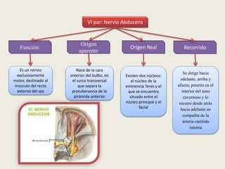 Recorrido
VI par: Nervio Abducens
Función:
Es un nervio
exclusivamente
motor, destinado al
músculo del recto
externo del ojo
Origen
aparente
Origen Real
Nace de la cara
anterior del bulbo, en
el surco transversal
que separa la
protuberancia de la
pirámide anterior
Existen dos núcleos:
el núcleo de la
eminencia Teres y el
que se encuentra
situado entre el
núcleo principal y el
facial
Se dirige hacia
adelante, arriba y
afuera; penetra en el
interior del seno
cavernoso y lo
recorre desde atrás
hacia adelante en
compañía de la
arteria carótida
interna
 