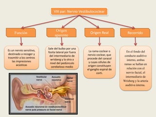 Recorrido
VIII par: Nervio Vestibulococlear
Función
Es un nervio sensitivo,
destinado a recoger y
trasmitir a los centros
las impresiones
acústicas
Origen
aparente
Origen Real
Sale del bulbo por una
fosita lateral por fuera
del intermediario de
wrisberg y la otra a
nivel del pedúnculo
cerebeloso medio
La rama coclear o
nervio coclear, que
procede del caracol
y cuyas células de
origen constituyen
el ganglio espiral de
corti.
En el fondo del
conducto auditivo
interno, ambas
ramas se hallan en
relación con el
nervio facial, el
intermediario de
Wrisberg y la arteria
auditiva interna.
 