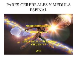 PARES CEREBRALES Y MEDULA
ESPINAL
MORFOFISIOLOGIA
JORGE AVILA
LESLI DALILA VILLALBA
CIFUENTES
2017
 