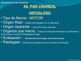 EXPLORACION DE PARES CRANEALES Dr Johnny Julio De la Rosa <ul><li>Tipo de Nervio :  MOTOR </li></ul><ul><li>Origen Real : ...